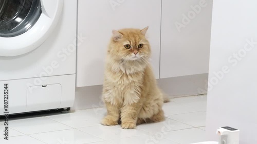 Curious fluffy orange cat sitting in cozy home laundry room, displaying adorable expression while gazing at wall, with long, soft fur adding to its charm as domestic pet