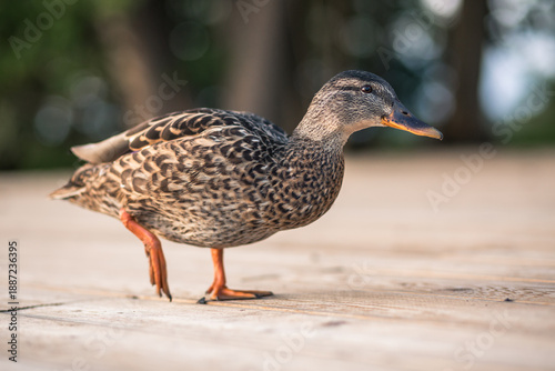 Canvas Print wild duck (Anas platyrhynchos)