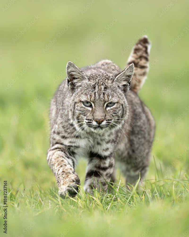 Obraz premium The bobcat (Lynx rufus), also known as the wildcat, bay lynx, or red lynx taken in Point Reyes National Seashore