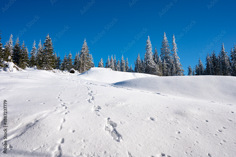 Obraz premium Snowy winter landscape with pine forest under blue sky