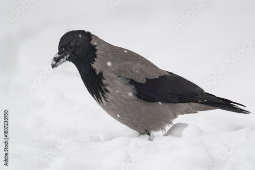 A Crow is Resting in the Snow before Resuming Its Search for Food on a Cold January Morning