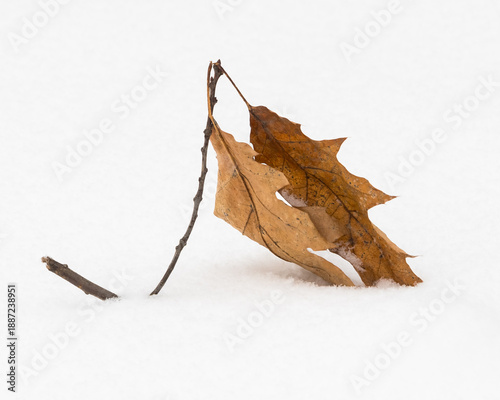 A Small Fallen Oak Branch with Two Rusty Leaves is Creating a Beautiful Scenery while being Gradually Covered by Snow
