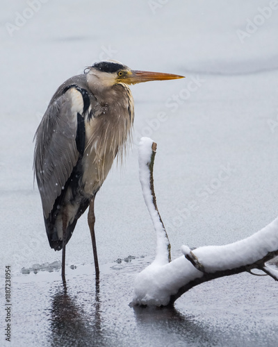 A Grey Heron is Standing with Its Feet in the Cold Water while Snow is Continuing to Fall on the Lake