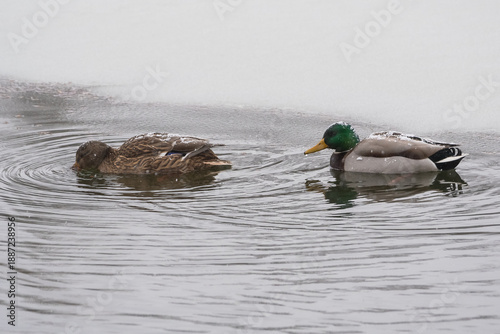 Two Mallard Ducks (Male and Female) are Slowly Swimming on the Lake Surrounded by Snow in Search for Food