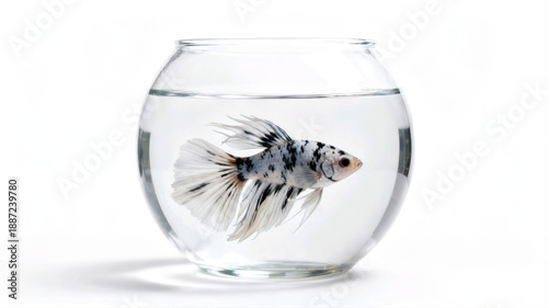 Wallpaper Mural Beautiful white and black marble Betta fish with long flowing fins swimming in a round glass fishbowl isolated on white background. Torontodigital.ca