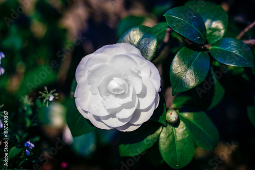 white camelia