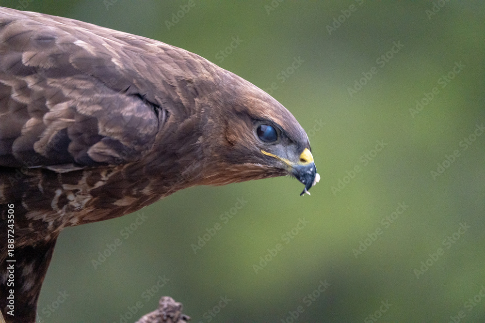 Obraz premium Common buzzard (Buteo buteo) photographed in Spain