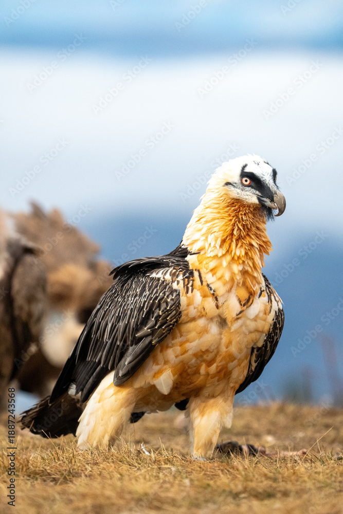Fototapeta premium Bearded vulture (Gypaetus barbatus) photographed in Spain