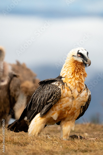 Bearded vulture (Gypaetus barbatus) photographed in Spain