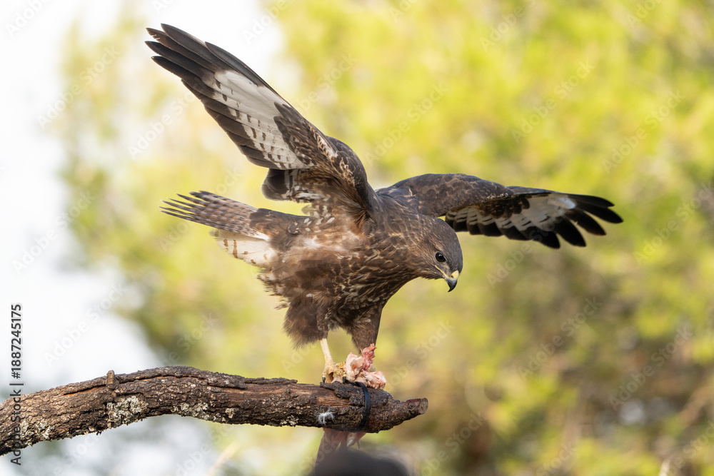 Fototapeta premium Common buzzard (Buteo buteo) photographed in Spain