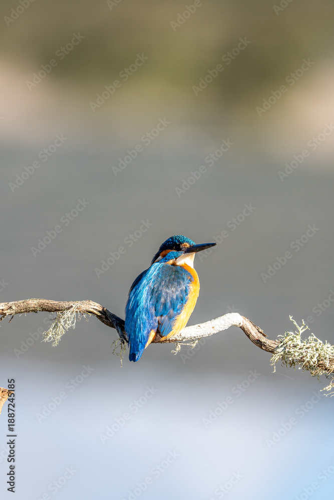 Fototapeta premium Common kingfisher (Alcedo atthis) photographed in Spain