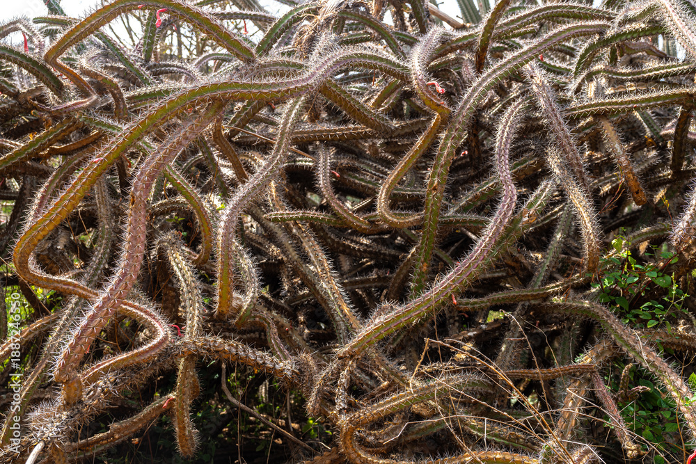 Obraz premium Shoots of an Octopus Cactus (Stenocereus alamosensis)