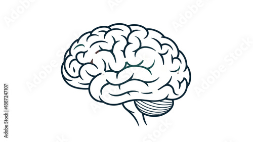 An illustrative side view of a human brain.