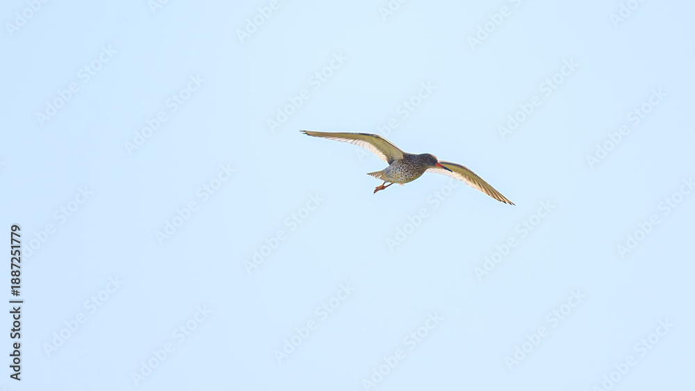 Obraz premium The redshank (Tringa totanus) belongs to the family of waders (Scolopacidae). North Iceland
