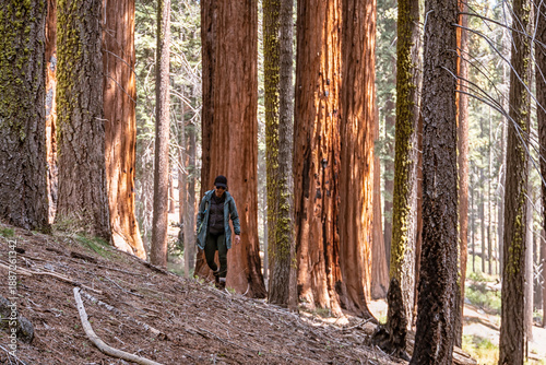A man is walking through a forest with tall trees