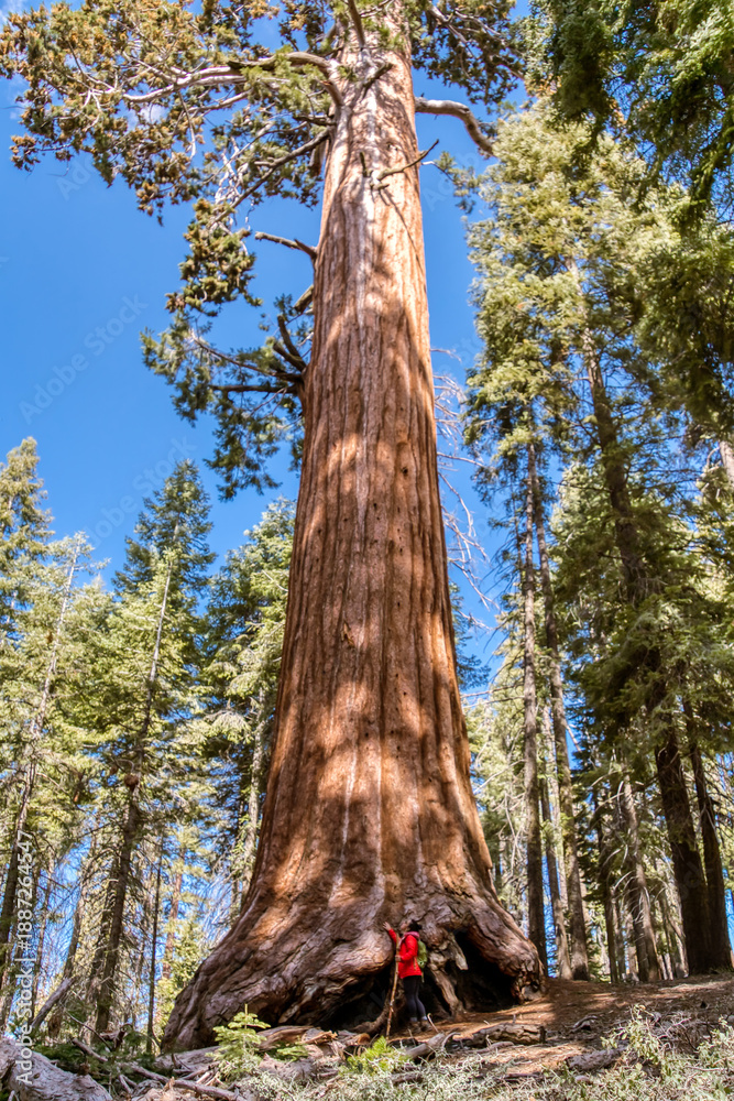 Fototapeta premium A person is standing in front of a very large tree
