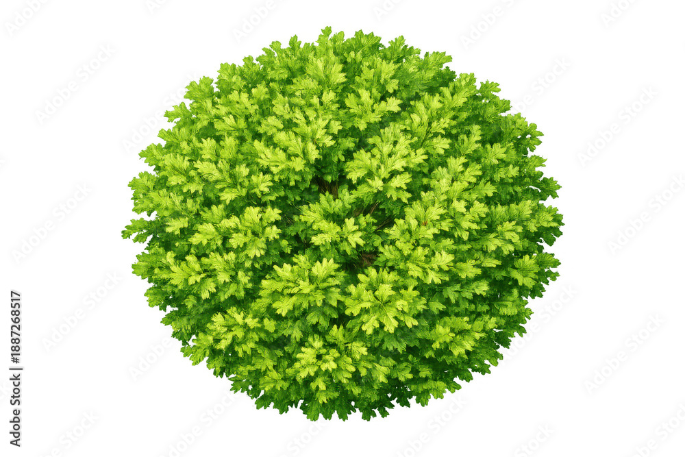 Fototapeta premium Round green plant or bush from top view with vibrant foliage, ready for landscaping design on transparent background