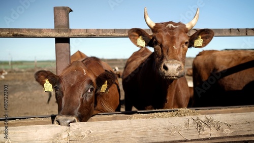 Brown cows with ear tags at livestock farm feeder