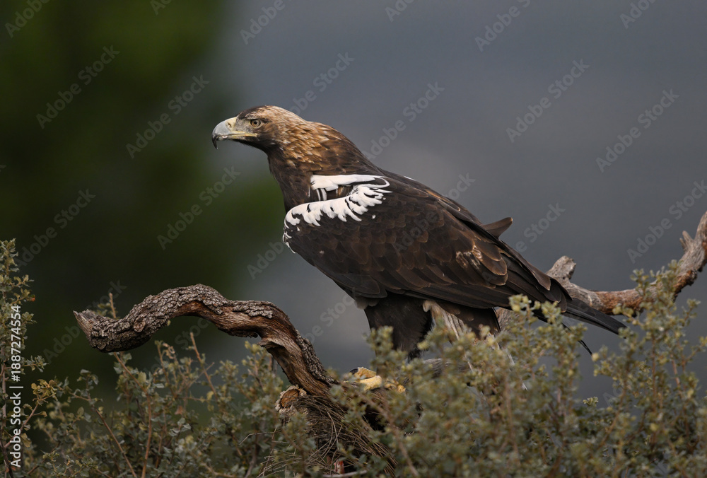 Fototapeta premium Spanish Imperial Eagle perched with mature transitional plumage