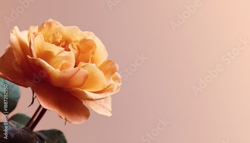 Single apricot colored rose bloom rests against a soft muted background