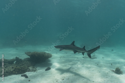 Wallpaper Mural Whitetip reef shark swimming in shallow water over sand at Ningaloo Reef Torontodigital.ca