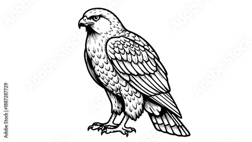 Black and white line drawing of a falcon standing upright with folded wings and fanned tail feathers