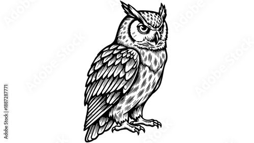 Black and white illustration of an owl with intricate feather details