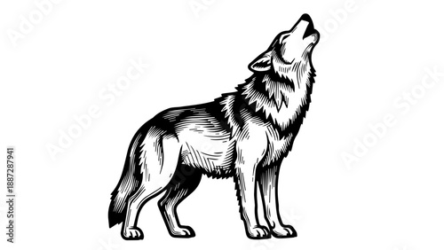 Black and white illustration of a wolf standing with its head raised