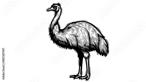 Black and white illustration of an emu with a tilted head and open beak