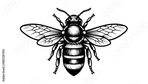 High-contrast black and white illustration of a detailed bee with spread wings