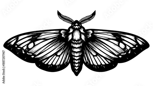Black and white illustration of a moth with intricate radial patterns on its wings