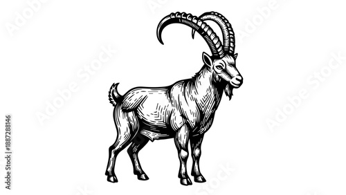 Majestic goat illustration with detailed horns and expressive face in black and white