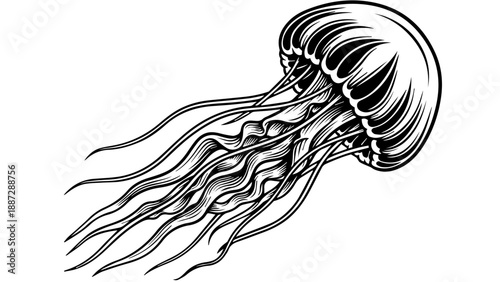 Black and white illustration of a jellyfish with intricate tentacles