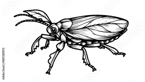 Black and white line drawing of a beetle with detailed anatomy