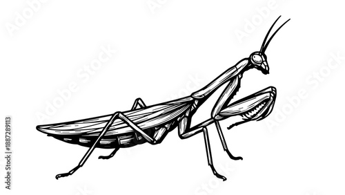 Black and white line drawing of a praying mantis in a three-quarter view