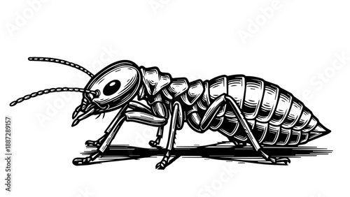Black and white illustration of a beetle with detailed exoskeleton and segmented plates