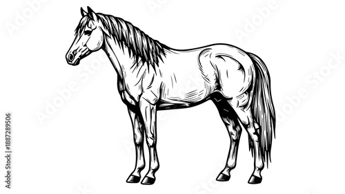 Black and white line drawing of a horse in side profile with detailed mane and tail