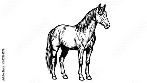 Black and white line drawing of a horse in three-quarter profile