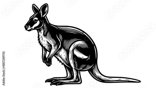 Black and white illustration of a kangaroo in a three-quarter view with alert expression
