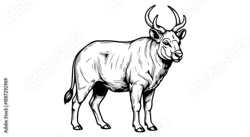 Black and white line drawing of a solitary bovine with large curved horns
