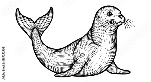 Black and white line drawing of a seal pup with detailed fur and expressive eyes