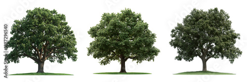 Three different green trees stand tall and strong. Their lush green foliage provides shade. The ground beneath their barks is covered with grass. 