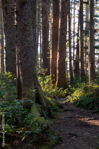 Hiking trail through a rain forest environment in Oswald West State Park, Oregon  located about 10 miles south of the city of Cannon Beach. The park covers 2,448 acres with many miles of hiking trails
