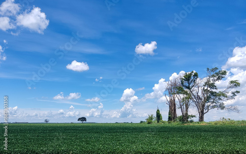 green field and blue sky