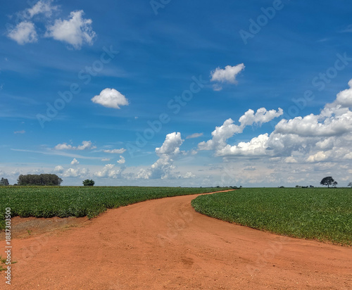 field of flowers