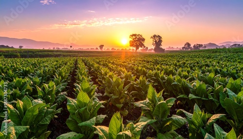 Sunrise over a lush green tobacco field in the countryside.