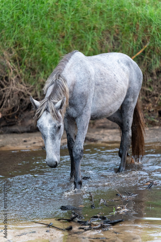 Fototapeta premium Horse herd galloping splashing muddy water river