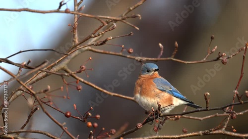 Close-up of an eastern bluebird in winter