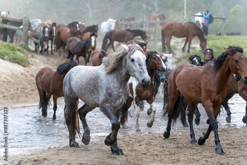 Foto Horse herd galloping splashing muddy water river