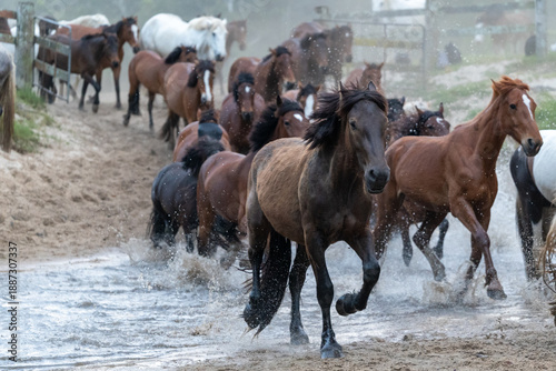 Foto Horse herd galloping splashing muddy water river